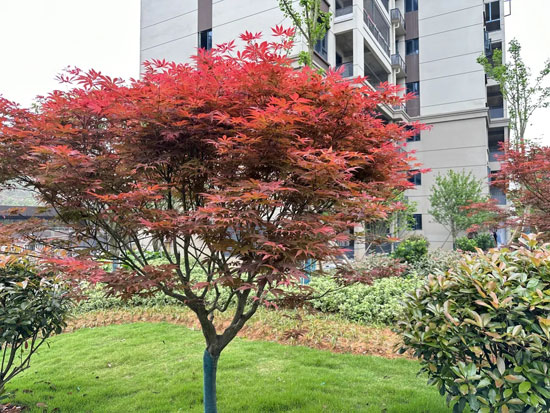 御景华庭-春暖花开，实景现房感受美好生活！
